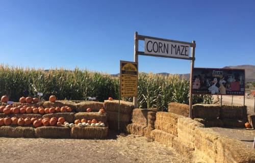 A corn maze entrance with pumpkins and hay bales, surrounded by tall corn plants under a clear blue sky.