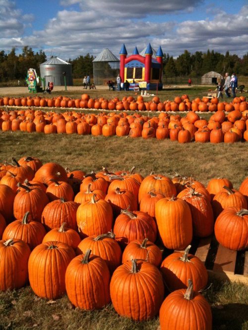 A pumpkin patch with rows of bright orange pumpkins and a colorful bounce house in the background under a blue sky.