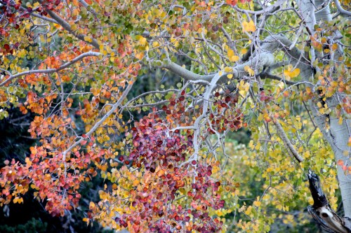 Colorful autumn leaves in shades of red, orange, and yellow on tree branches against a blurred green background.