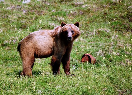 A brown bear stands on green grass, looking curiously at the camera, with a rusty object nearby.