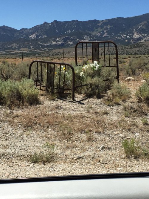 An old, rusty bed frame in a barren landscape, surrounded by wildflowers and mountains in the background.