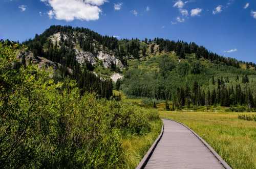 A wooden boardwalk leads through lush greenery towards a mountain under a clear blue sky.