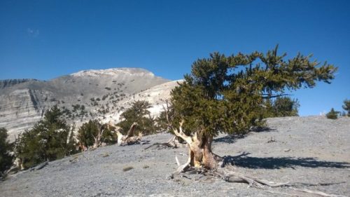 A twisted tree stands on rocky terrain with a mountain in the background under a clear blue sky.