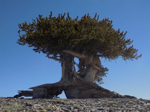 A gnarled tree with a broad canopy stands against a clear blue sky, showcasing its unique, twisted trunk and branches.