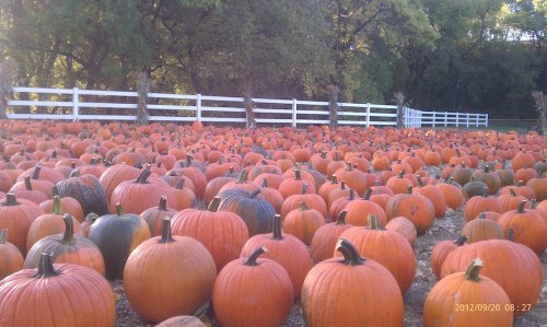 A large pumpkin patch filled with numerous orange pumpkins, surrounded by a white fence and trees in the background.