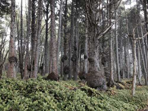 A dense forest with tall trees, some featuring unusual, round growths on their trunks, surrounded by lush greenery.