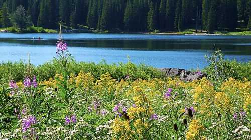 A serene lake surrounded by vibrant wildflowers and lush greenery, with trees in the background and a calm water surface.