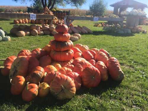 A pile of orange pumpkins arranged in a pyramid shape on green grass, with more pumpkins in the background.