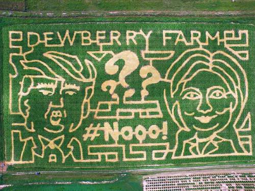 A corn maze featuring large, stylized faces of two political figures with the text "#Nooo!" and question marks.