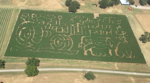 Aerial view of a corn maze shaped like a tractor and farm scenes, surrounded by green fields and a road.