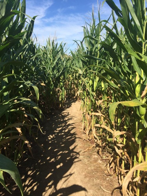A narrow path winding through tall corn plants under a clear blue sky.