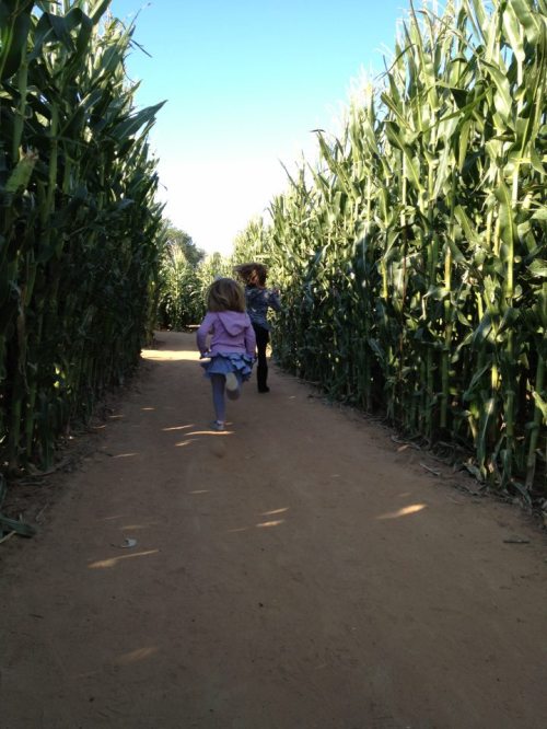 Two children run down a dirt path through tall corn stalks on either side, under a clear blue sky.