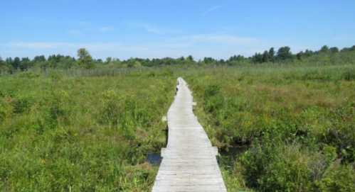 A wooden boardwalk stretches through a lush green marsh under a clear blue sky.
