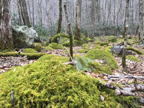 A forest scene featuring moss-covered rocks and trees, with a muted, natural color palette and scattered leaves.
