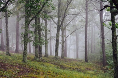 A misty forest scene with tall trees and lush green undergrowth, creating a serene and tranquil atmosphere.