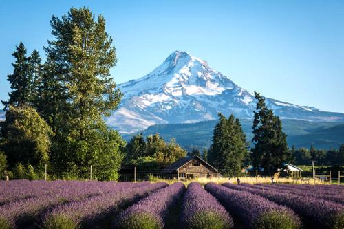 A lavender field in the foreground with a snow-capped mountain and trees in the background under a clear blue sky.
