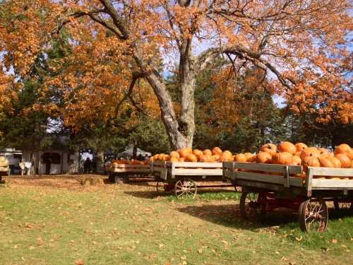 A scenic autumn scene with orange pumpkins stacked on wooden wagons under a large tree with colorful leaves.