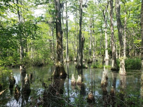 Lush green swamp with tall trees and cypress knees emerging from still water, surrounded by dense foliage.