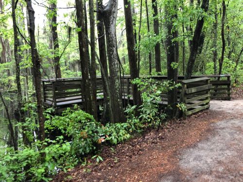 A wooden observation deck surrounded by lush green trees near a calm waterway in a forested area.