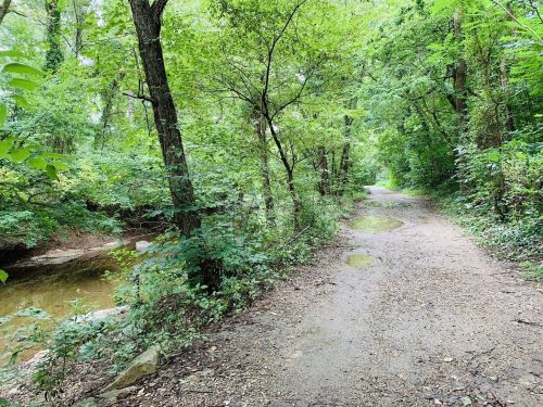 A serene forest path splits into two, surrounded by lush greenery and a small creek on the left.