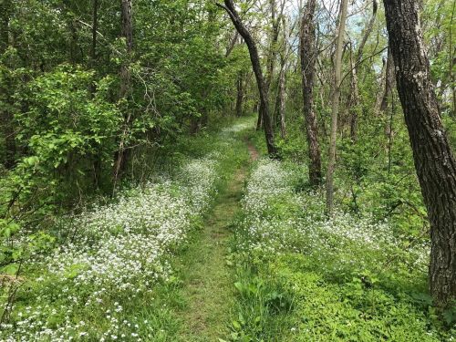 A serene forest path lined with lush greenery and blooming white flowers on either side.