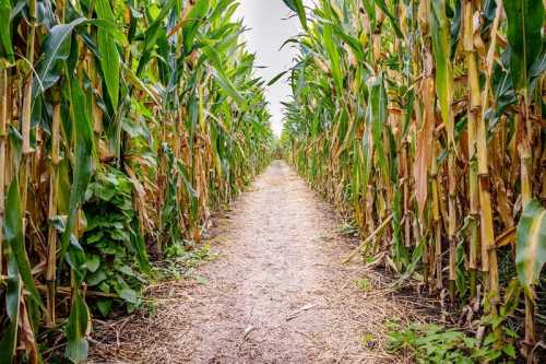 A narrow path winding through tall corn stalks on either side, leading into the distance.