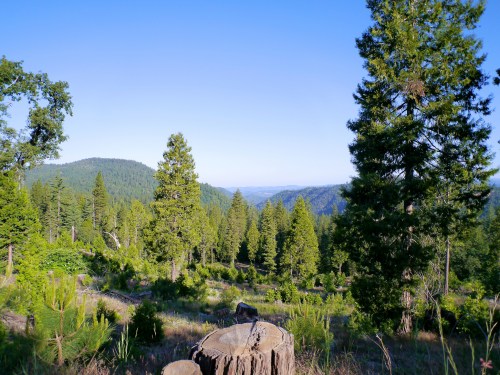 A scenic view of a lush forest with tall trees and a distant valley under a clear blue sky.