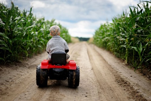 A child rides a small red tractor down a dirt path flanked by tall corn plants under a cloudy sky.
