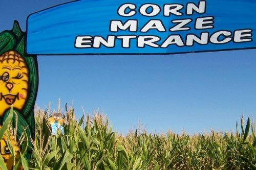 A colorful sign reading "Corn Maze Entrance" above a field of tall corn under a clear blue sky.