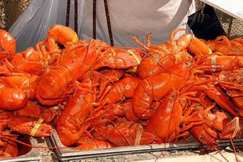A large pile of bright red lobsters stacked together at a seafood market.