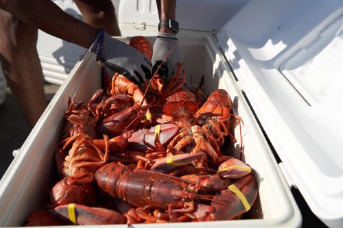 A person wearing gloves sorts through a cooler filled with live lobsters.