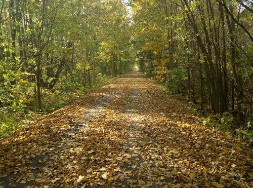 A serene path lined with trees, covered in colorful autumn leaves, creating a peaceful, natural scene.