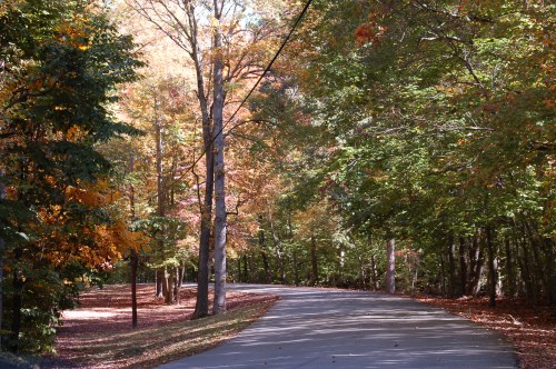 A winding road surrounded by trees with vibrant autumn foliage in shades of orange and green.