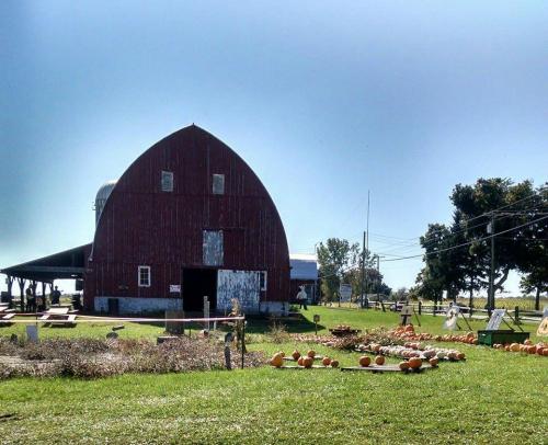 A red barn stands in a field with pumpkins scattered around, under a clear blue sky.