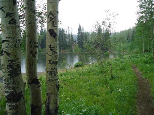 A serene lakeside scene with aspen trees, lush green grass, and a winding path leading to the water's edge.