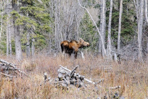 A moose stands among sparse trees and brush in a forested area, with fallen branches in the foreground.