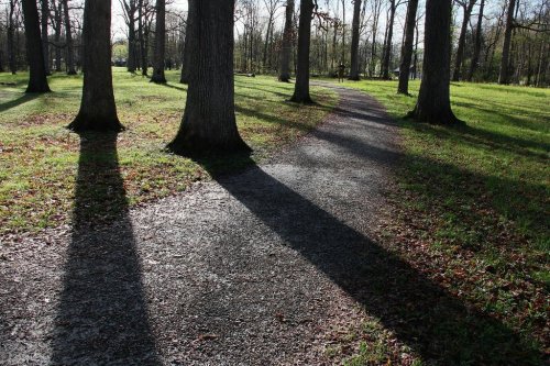 A winding path through a park, lined with tall trees casting long shadows on the ground.