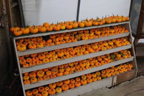 A wooden shelf filled with various small orange pumpkins, neatly arranged in rows.