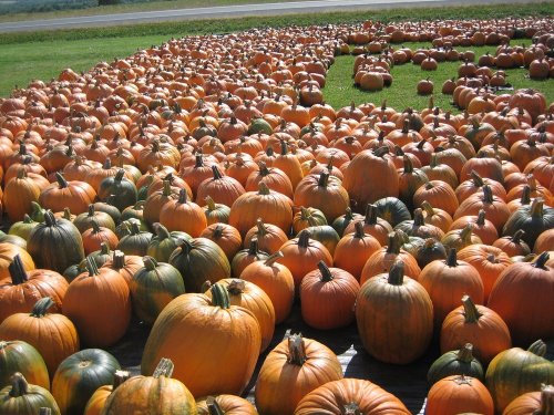 A large field filled with numerous orange pumpkins, arranged in rows on green grass.