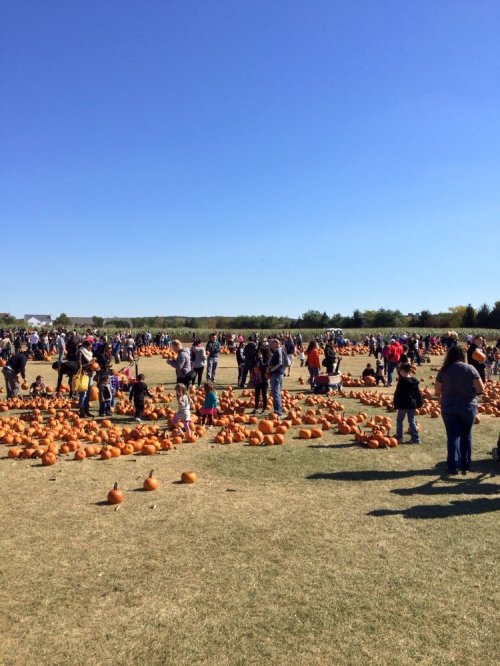 A large crowd gathers in a pumpkin patch under a clear blue sky, surrounded by numerous pumpkins on the ground.