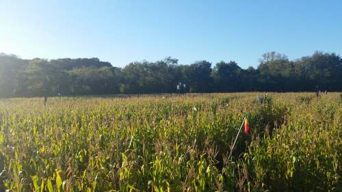 A sunny field of tall corn with trees in the background and colorful flags marking different areas.