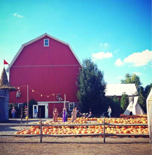 A vibrant pumpkin patch in front of a red barn, with people exploring and pumpkins scattered across the ground.