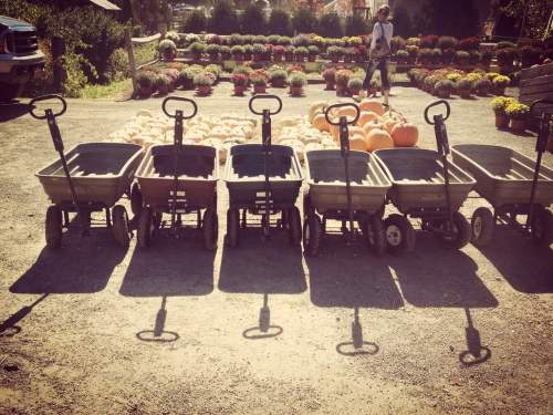 A row of empty garden carts on a gravel path, with colorful flowers and pumpkins in the background.