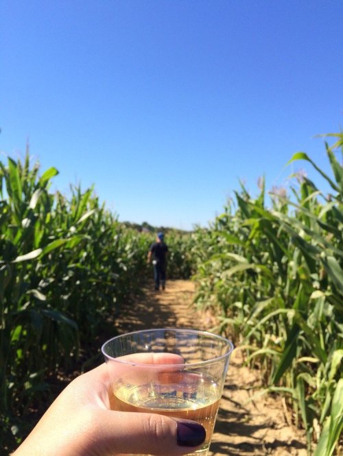 A hand holding a cup of drink in a cornfield, with a person walking in the distance under a clear blue sky.