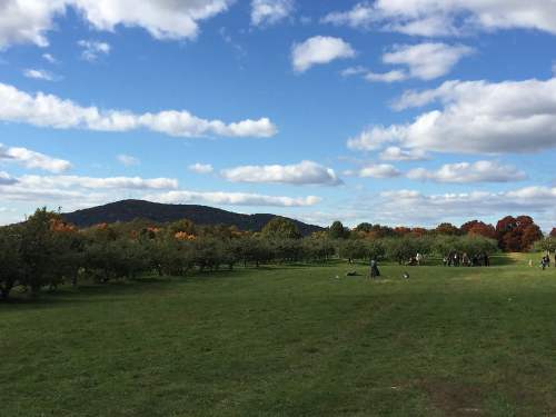 A scenic view of an orchard with green grass, trees, and a distant mountain under a partly cloudy sky.