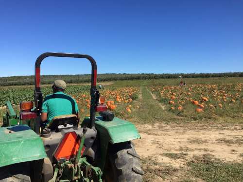 A person drives a tractor through a pumpkin field under a clear blue sky, with pumpkins scattered across the landscape.