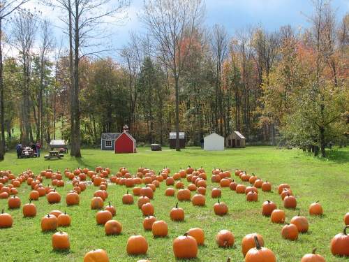 A pumpkin patch with numerous pumpkins scattered across a grassy field, surrounded by trees and small buildings.