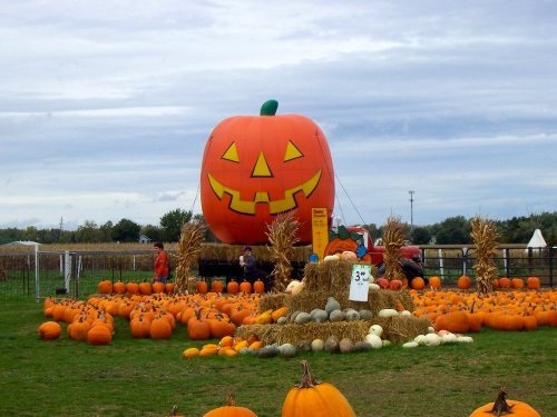 A large inflatable pumpkin with a smiling face towers over a field of pumpkins and hay bales on a cloudy day.