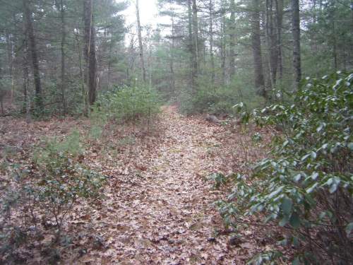 A narrow dirt path winding through a forest with trees and scattered leaves on the ground.