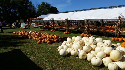 A pumpkin patch with various pumpkins, including orange and white, displayed on grass under a large tent.